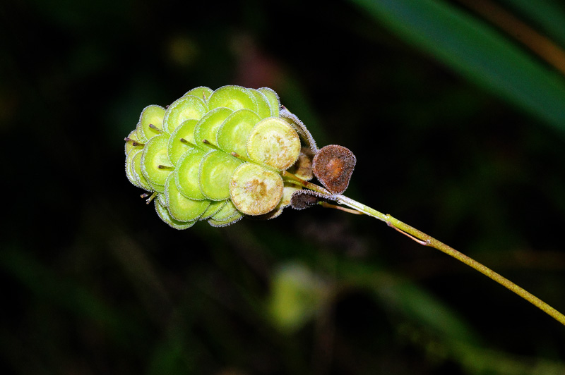 Biscutella morisiana